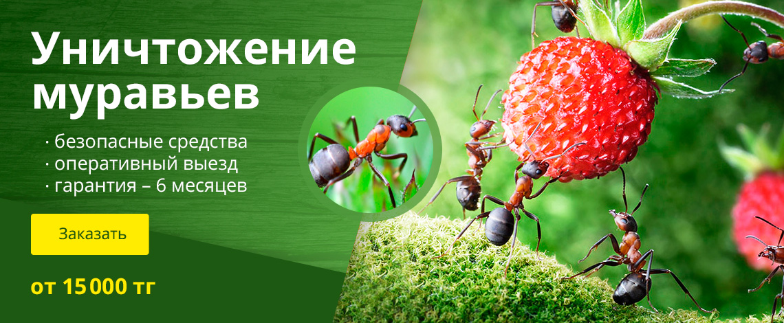 Уничтожение муравьев (дезинсекция муравьев) в Алматы